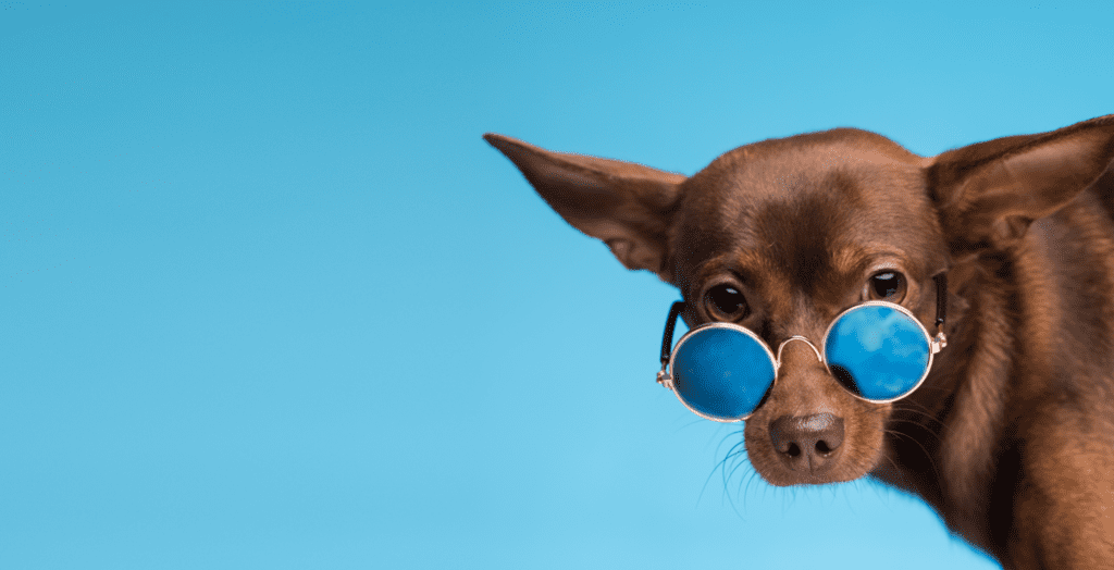 dog wearing sunglasses